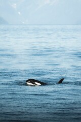 Fototapeta premium Vertical shot of a killer whale swimming in the water in a sea, Alaska