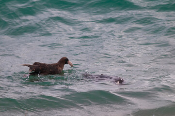 Giant Petrel , Peninsula Valdes, Unesco World heritage site, Chubut Province, Patagonia, Argentina.