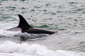 Fototapeta premium Killer whale on the surface, Peninsula Valdes, Patagonia, Argentina.