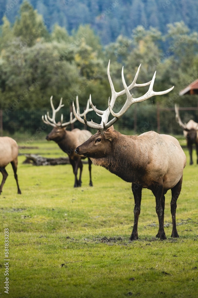 Sticker vertical shot of a wild elk with large antlers on a grass field in a park in alaska