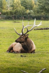 Naklejka na ściany i meble Vertical shot of a wild elk with large antlers lying on the grass in a park in Alaska