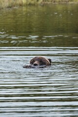 Vertical shot of a wet brown bear in the water pond in Alaska on a clear day