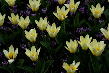 Beautifully blossomed yellow Tulip Concerto flowers in the Keukenhof Botanical garden