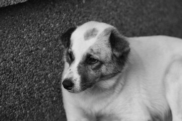 Black and white closeup of a cute puppy in the street