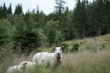 Obraz premium Beautiful view of sheep grazing the mountainside