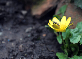 Obraz premium a bee collects nectar on a yellow flower close-up
