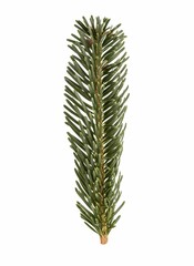 Fir twig isolated on white background