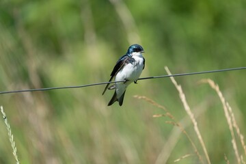 Little bird, tree swallow perched on an outdoor cable against a blurred green background