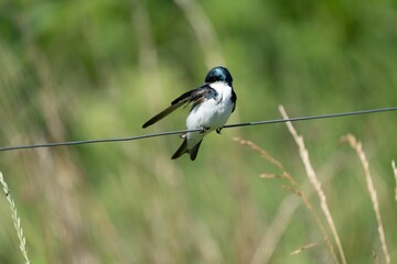 Little bird, tree swallow perched on an outdoor cable against a blurred green background