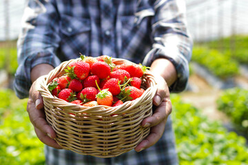 Male farmer holding a wooden basket of strawberries picked fresh from the farm. Agricultural tourism concept. Older people do farming in retirement. organic food