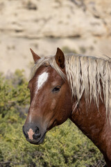 Wild Horse in the Wyoming Desert in Autumn