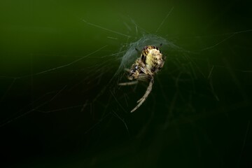 Closeup shot of trapped insects in the spider web
