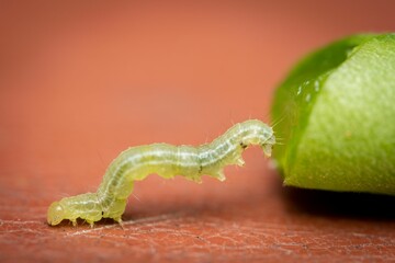 Macro of a green caterpillar eating a green bean.