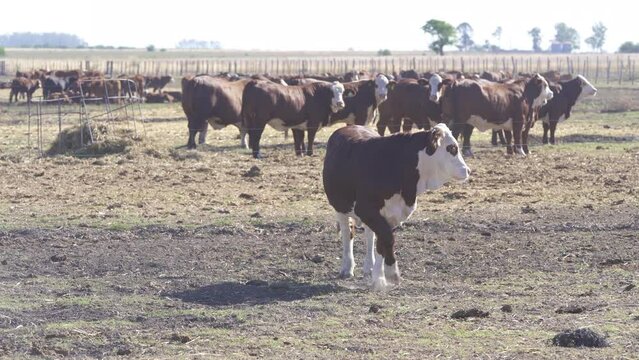 Braford. It is a kind of cattle mix from Brahman and Hereford
