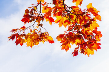 Maple tree (Acer platanoides) in autumn colors, sky background.