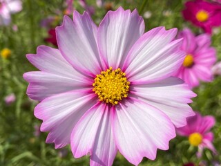 Close-up view of a cosmos flower head blooming in a meadow