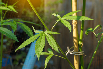 Cannabis is a biennial plant. The leaves are single, palm-shaped, split into individual lobes, each lobe having a long oval shape. The edge of every leaf is jagged, saw-toothed.