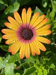 Beautiful view of African daisies in the garden