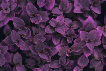 Callisia responsive top view in full frame. Ivy or turtle vine. indoor and outdoor decorative tree background concept. purple tree background for design