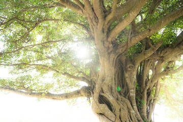 大樹　木漏れ日　成長　明るい未来