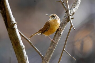 Selective focus shot of a wren bird perched on a tree branch