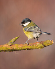 Bogatka zwyczajna Parus major