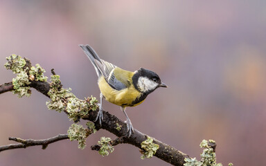 Bogatka zwyczajna Parus major © Sawomir