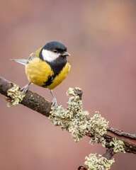 Bogatka zwyczajna Parus major