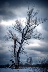 Dramatic sky over old lonely tree in winter time. Vertical view.
