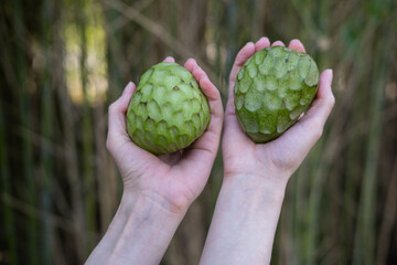 Fototapeta premium Woman's hands in the background of trees holding a cherimoya or a sugar apple