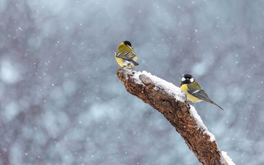 Bogatka zwyczajna Parus major