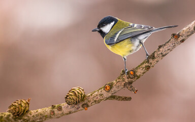 Bogatka zwyczajna Parus major © Sawomir