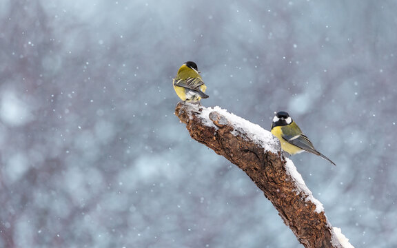 Obraz Bogatka zwyczajna Parus major