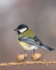 Bogatka zwyczajna Parus major