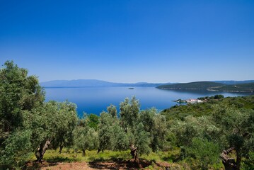 Naklejka premium olive grove with sea view, wonderful Greek summer landscape, Mount Pelion, Greece