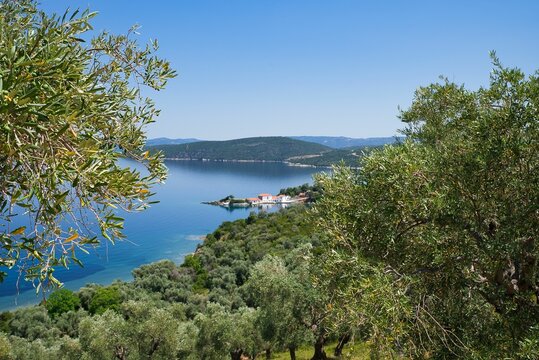 olive grove with sea view, wonderful Greek summer landscape, Mount Pelion, Greece