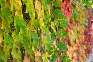 melancholic red and yellow autumn leaves
