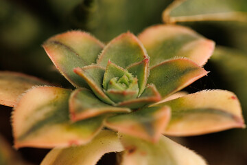 Botanical Details: A Macro View of Plants