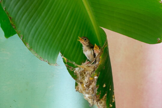 The young common tailorbird shrieked as they saw their parents from the nest they had built in the banana leaf