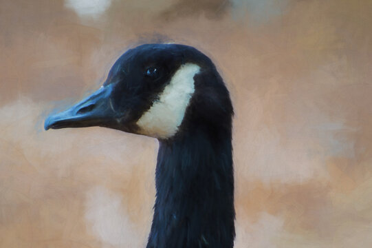Digital painting of a closeup head shot of a single isolated canada goose in profile.