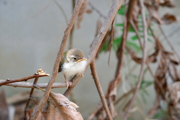 A young Common tailorbird has just come out of the nest on a dry branch.