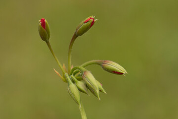 Spring is around the corner, flowers are blooming.