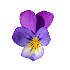 Viola tricolor, also known as Johnny Jump up, heartsease, heart's ease, heart's delight, tickle-my-fancy, Jack-jump-up-and-kiss-me, come-and-cuddle-me, three faces in a hood, or love-in-idleness