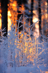 Snow and frost covered tree branches. Low angle winter sun peeking through forest trees.