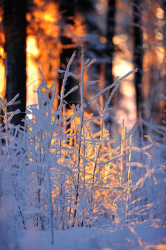 Snow and frost covered tree branches. Low angle winter sun peeking through forest trees. © ekim