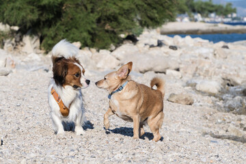 Two small playful dogs at a beach. Pets, best friend, dog obedience training and dog socialization concepts