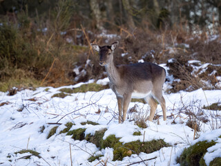 Fallow deer, Dama dama