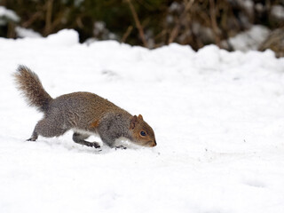 Grey squirrel, Sciurus carolinensis