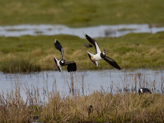 Northern lapwing, Vanellus vanellus