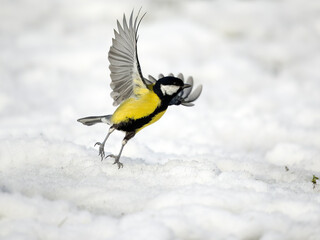 Great tit, Parus major